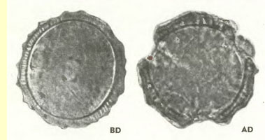 Лопух паутинистый, репейник (Arctium tomentosum Mill.) - пыльцевые зерна Лопух паутинистый, репейник (Arctium tomentosum Mill.) - пыльцевые зерна